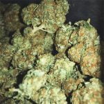 Red Diesel Strain Marijuana Plant