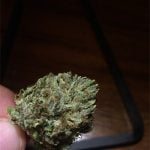 Royal Highness Bud
