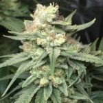 Royal Highness Marijuana Strain