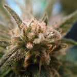 Royal Highness Strain Marijuana Plant