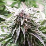 Shark Shock Marijuana Strain