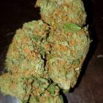 Silver Mountain Bud