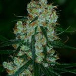 Silver Mountain Marijuana Strain