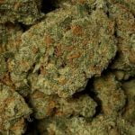Silver Mountain Strain Marijuana Plant