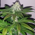 Skunkberry Marijuana Strain