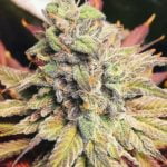 Sour Cookies Marijuana Strain
