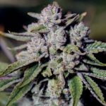 Sour Glue Marijuana Strain