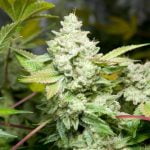 Sour Glue Strain Marijuana Plant