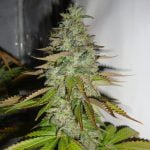 Sour Joker Marijuana Strain