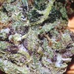 Sour Joker Strain Marijuana Plant
