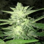 Sour Kush Marijuana Strain