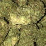 Sour Kush Strain Marijuana Plant