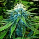 Sour Sunset Marijuana Strain