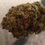 Starfighter Bud