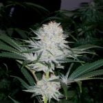 Starfighter Marijuana Strain