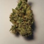 Strawberry Cookies Bud