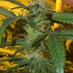 Strawberry Cookies Marijuana Strain