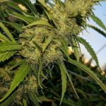 Strawberry Diesel Marijuana Strain