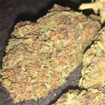 Strawberry Diesel Strain Marijuana Plant