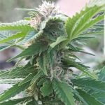 Strawberry Kush Marijuana Strain