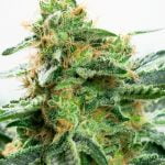 Strawberry Kush Strain Marijuana Plant