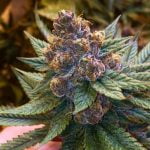 Strawberry Switchblade Marijuana Strain