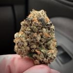 Sugar Black Rose Bud