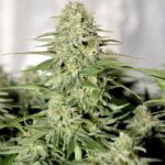 Sugar Black Rose Marijuana Strain