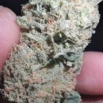 Sugar Black Rose Strain Marijuana Plant