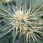 Sunshine Marijuana Strain