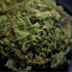 Sunshine Strain Marijuana Plant