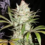 Sweet Tea Marijuana Strain
