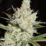 Sweet Tea Strain Marijuana Plant