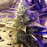 Tangerine Marijuana Strain