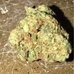 Tangerine Strain Marijuana Plant