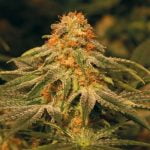 Vanilla Kush Marijuana Strain