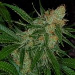 Vortex Marijuana Strain