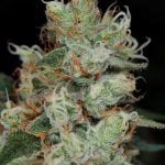 Vortex Strain Marijuana Plant