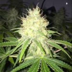 Wappa Marijuana Strain