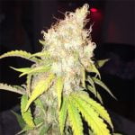 Wappa Strain Marijuana Plant