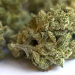 White Tahoe Cookies Bud