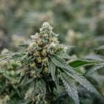 White Tahoe Cookies Marijuana Strain