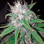 Wonder Woman Marijuana Strain