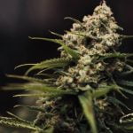 XJ-13 Marijuana Strain