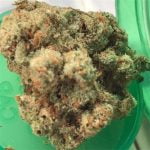 XJ-13 Strain Marijuana Plant