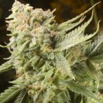 5Th Element Marijuana Strain