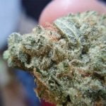 5Th Element Strain Marijuana Plant