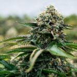 99 Problems Marijuana Strain