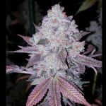 9D4 Marijuana Strain