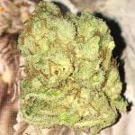 9D4 Strain Marijuana Plant